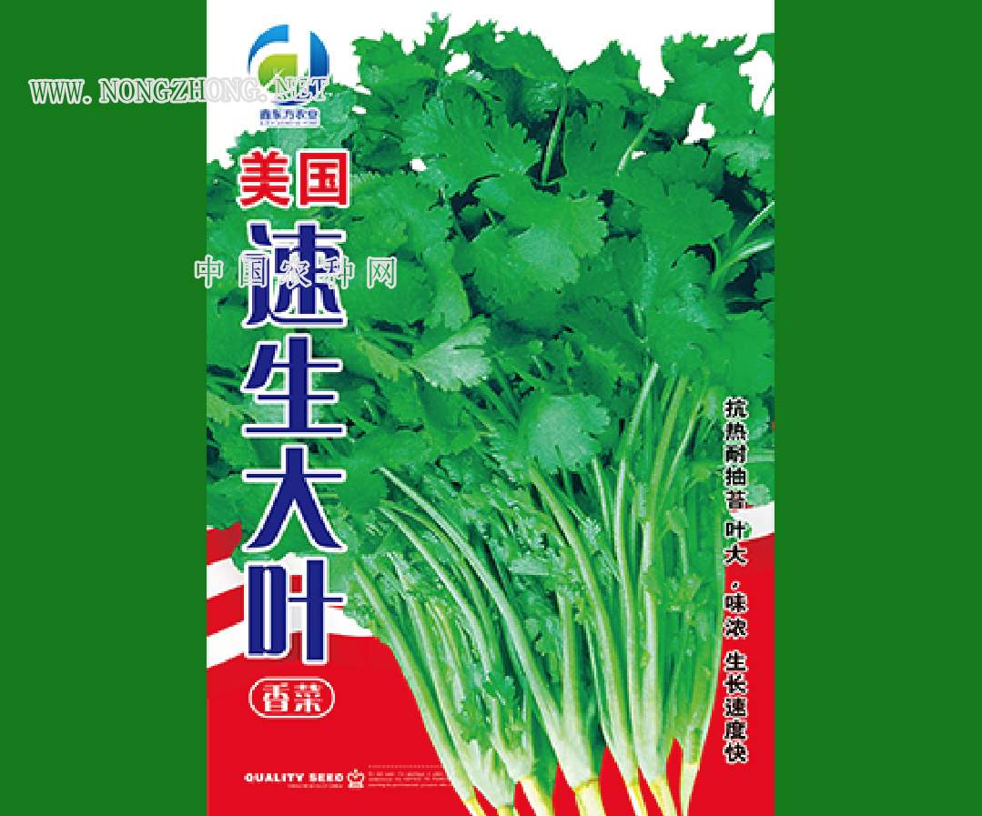 美国速生大叶
